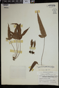 Crypsinus hastatus image