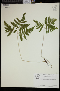 Gymnocarpium disjunctum image