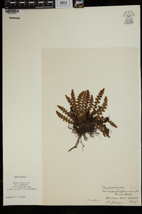 Ceterach officinarum image