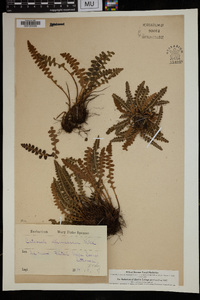 Ceterach officinarum image