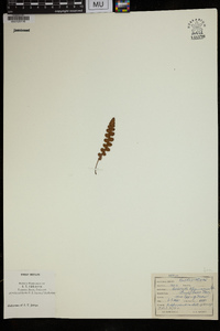 Ceterach officinarum image