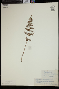 Cystopteris montana image