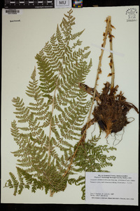 Dryopteris expansa image