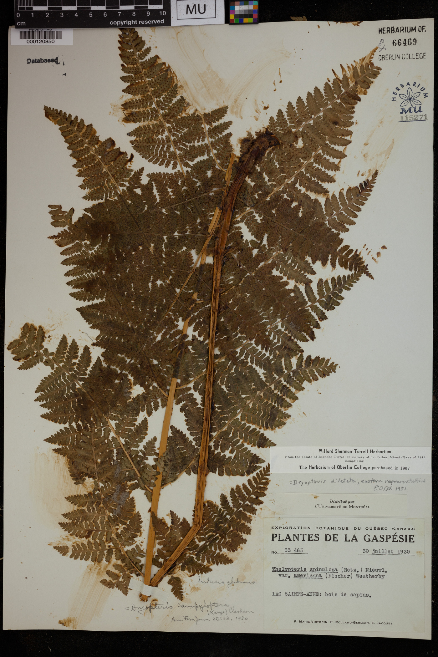 Dryopteris expansa image