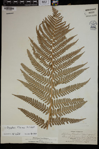 Dryopteris filix-mas image