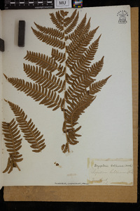 Dryopteris goldieana image