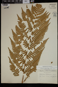 Dryopteris goldieana image