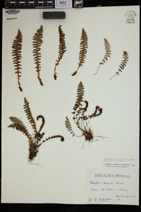 Dryopteris fragrans image