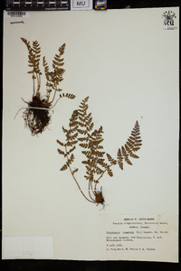 Dryopteris fragrans image