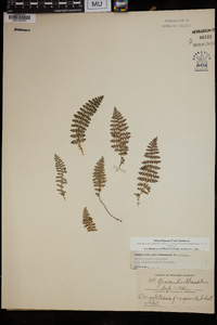 Dryopteris fragrans image