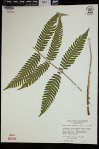 Dryopteris goldieana image