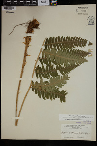 Dryopteris goldieana image