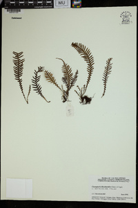 Ctenopteris blechnoides image
