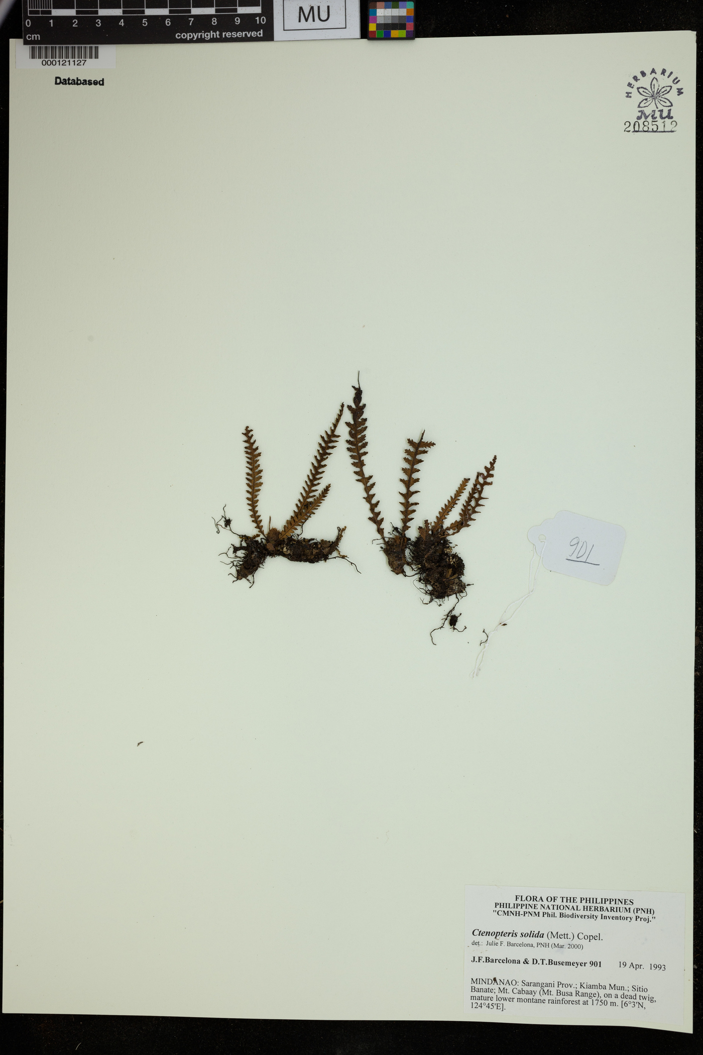 Ctenopterella denticulata image