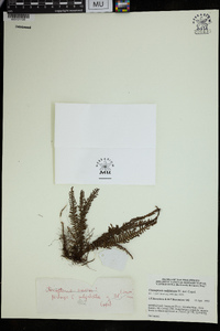 Tomophyllum subfalcatum image