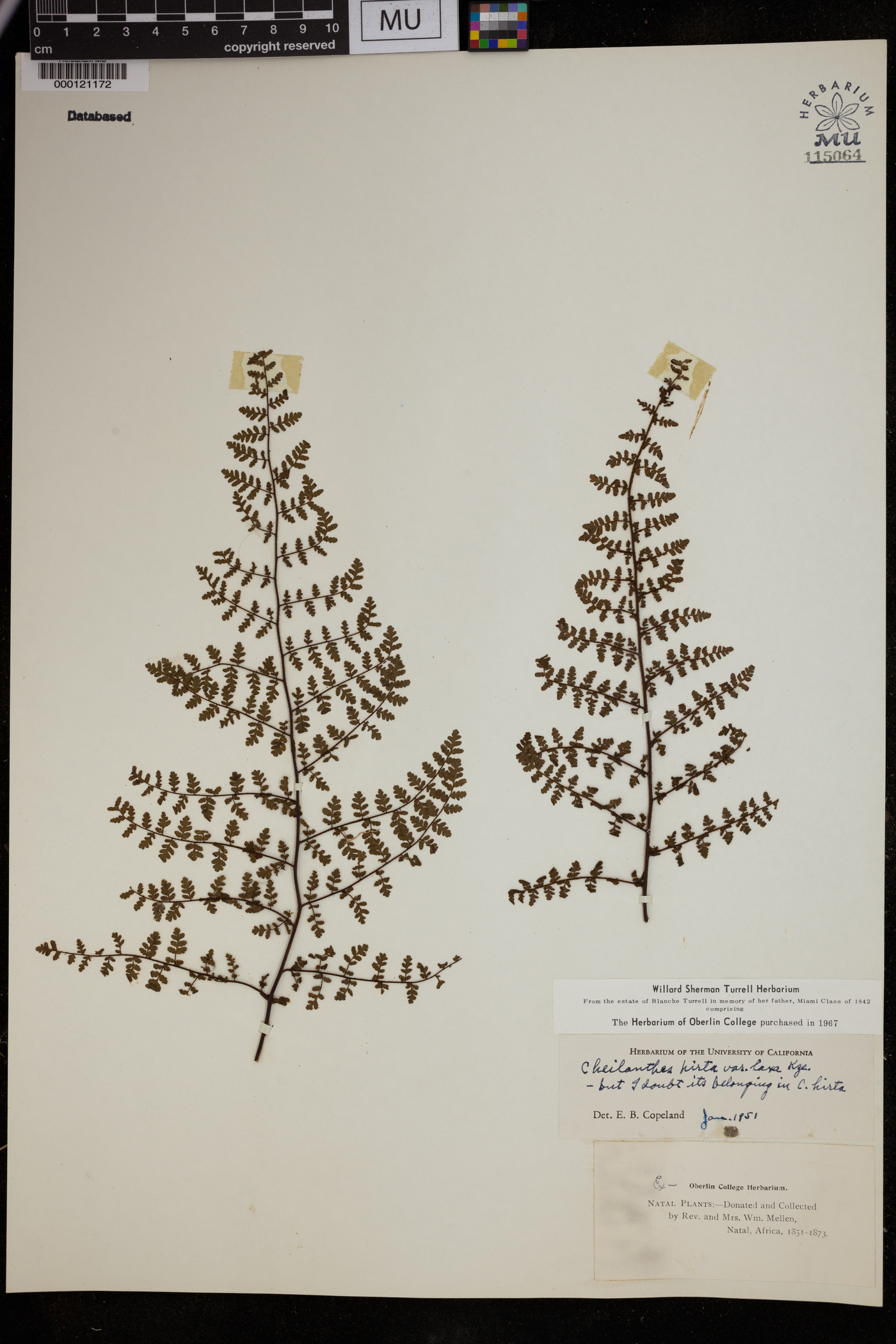 Cheilanthes hirta image
