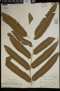 Coniogramme javanica image