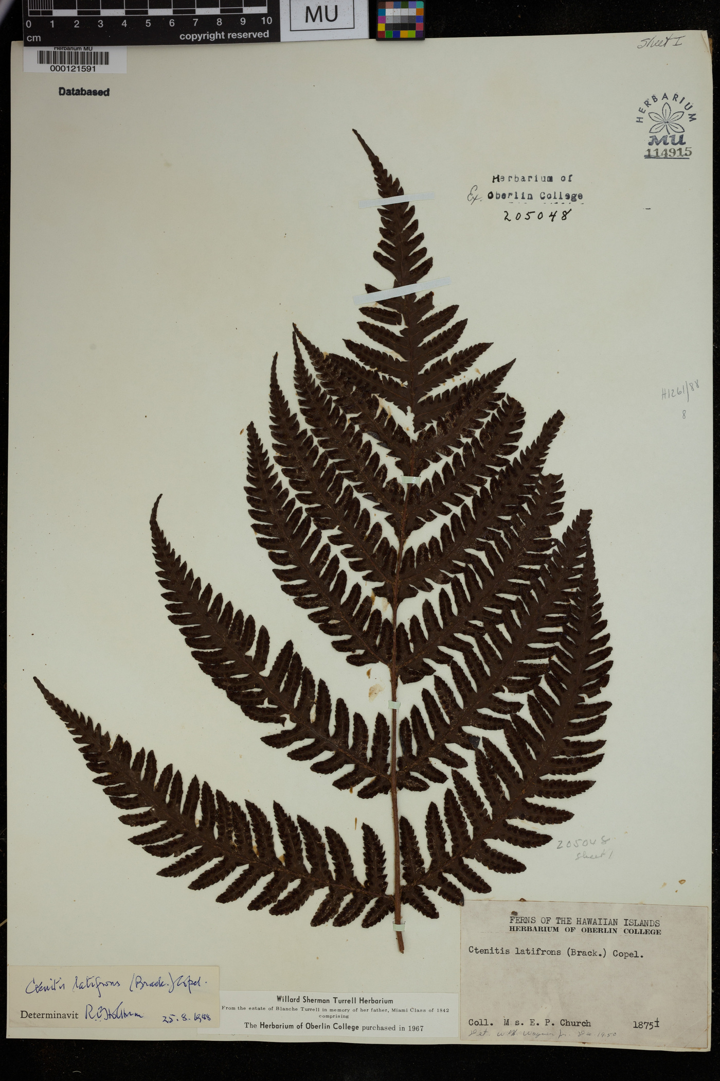 Ctenitis latifrons image