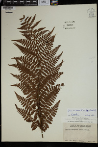 Ctenitis rubiginosa image