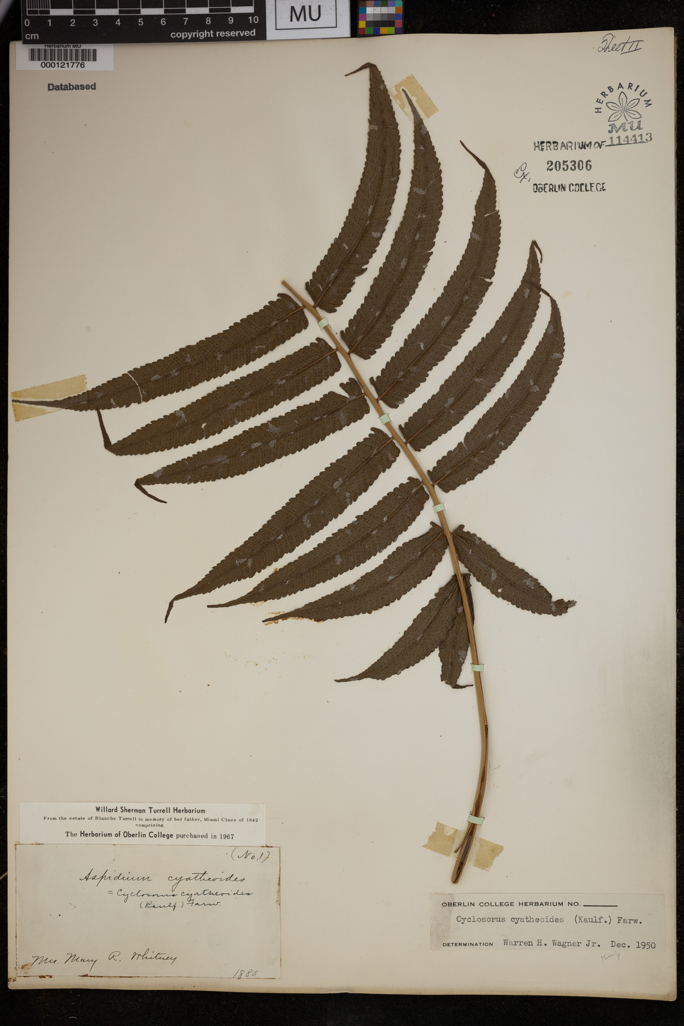 Cyclosorus cyatheoides image