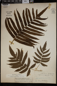 Cyclosorus cyatheoides image