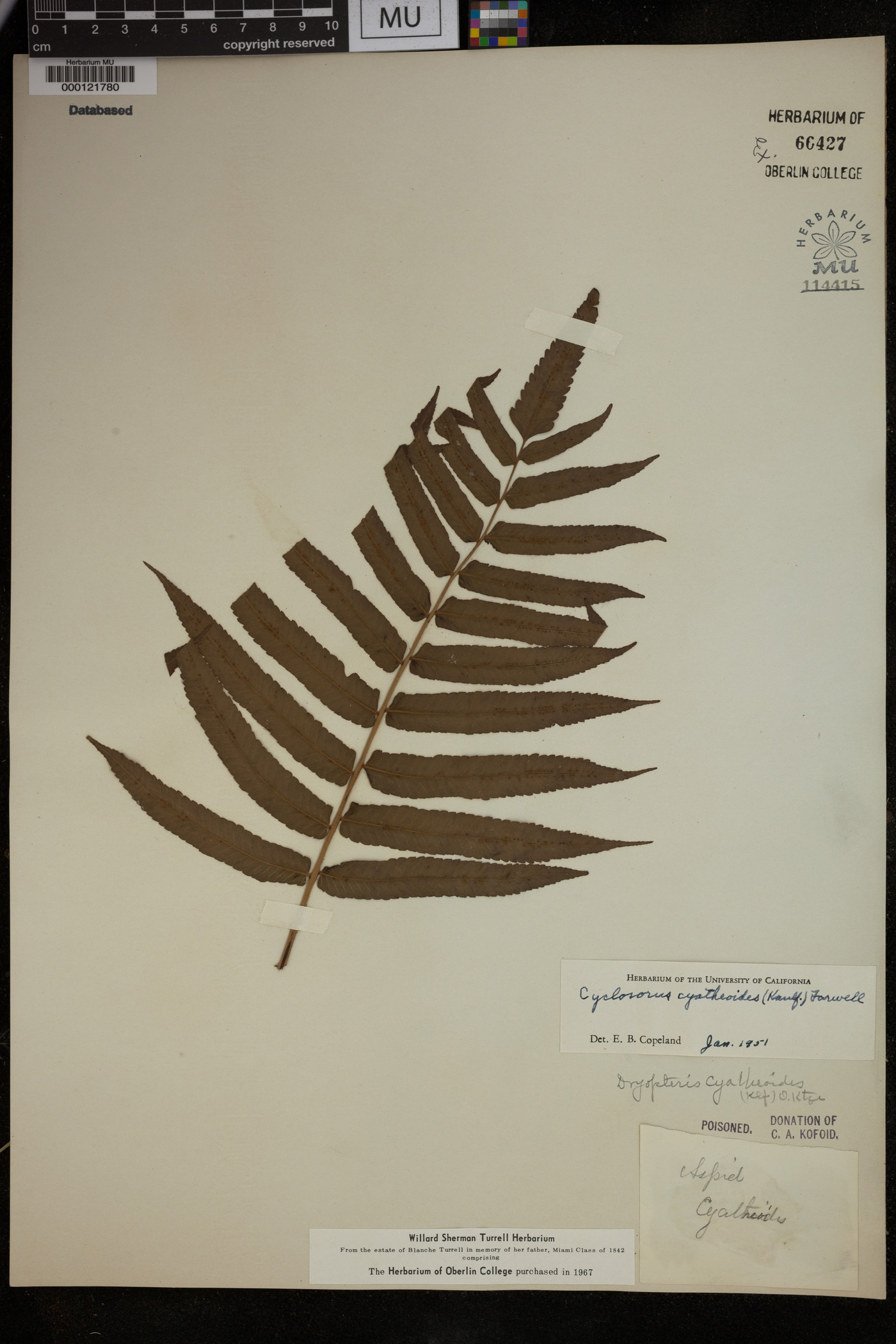 Cyclosorus cyatheoides image