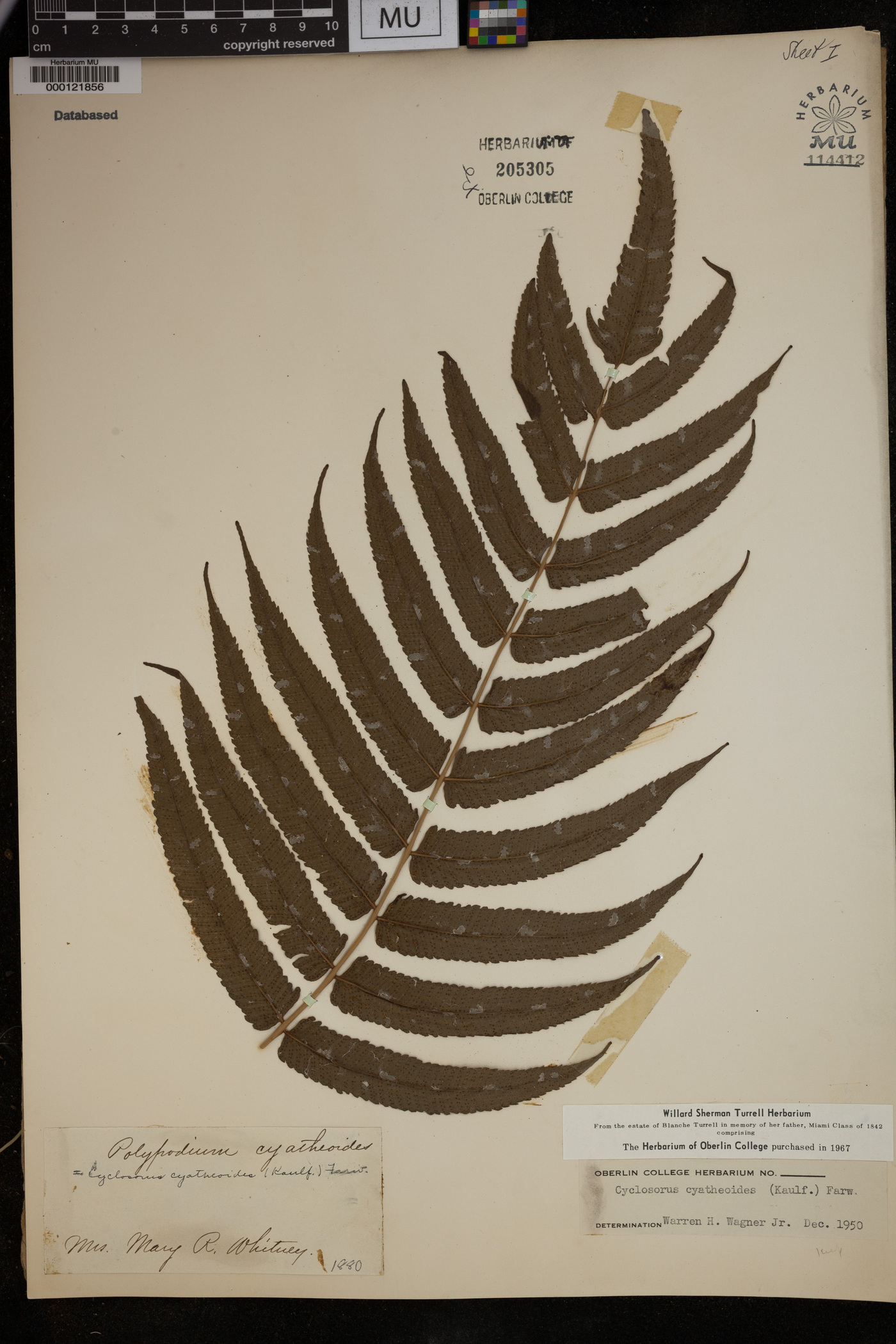 Cyclosorus cyatheoides image