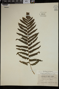 Pneumatopteris truncata image