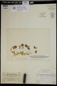 Hymenophyllum lyallii image