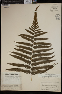 Pneumatopteris truncata image