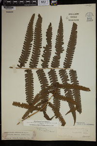 Pneumatopteris truncata image