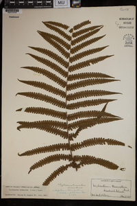 Pneumatopteris truncata image