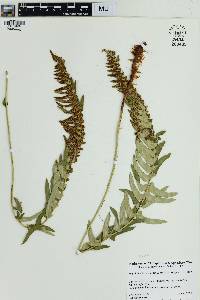 Polystichum imbricans image