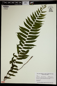 Athyrium pycnocarpon image