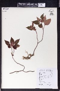 Ophiorrhiza japonica image