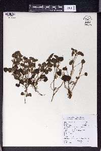 Media resource of Glechoma longituba
