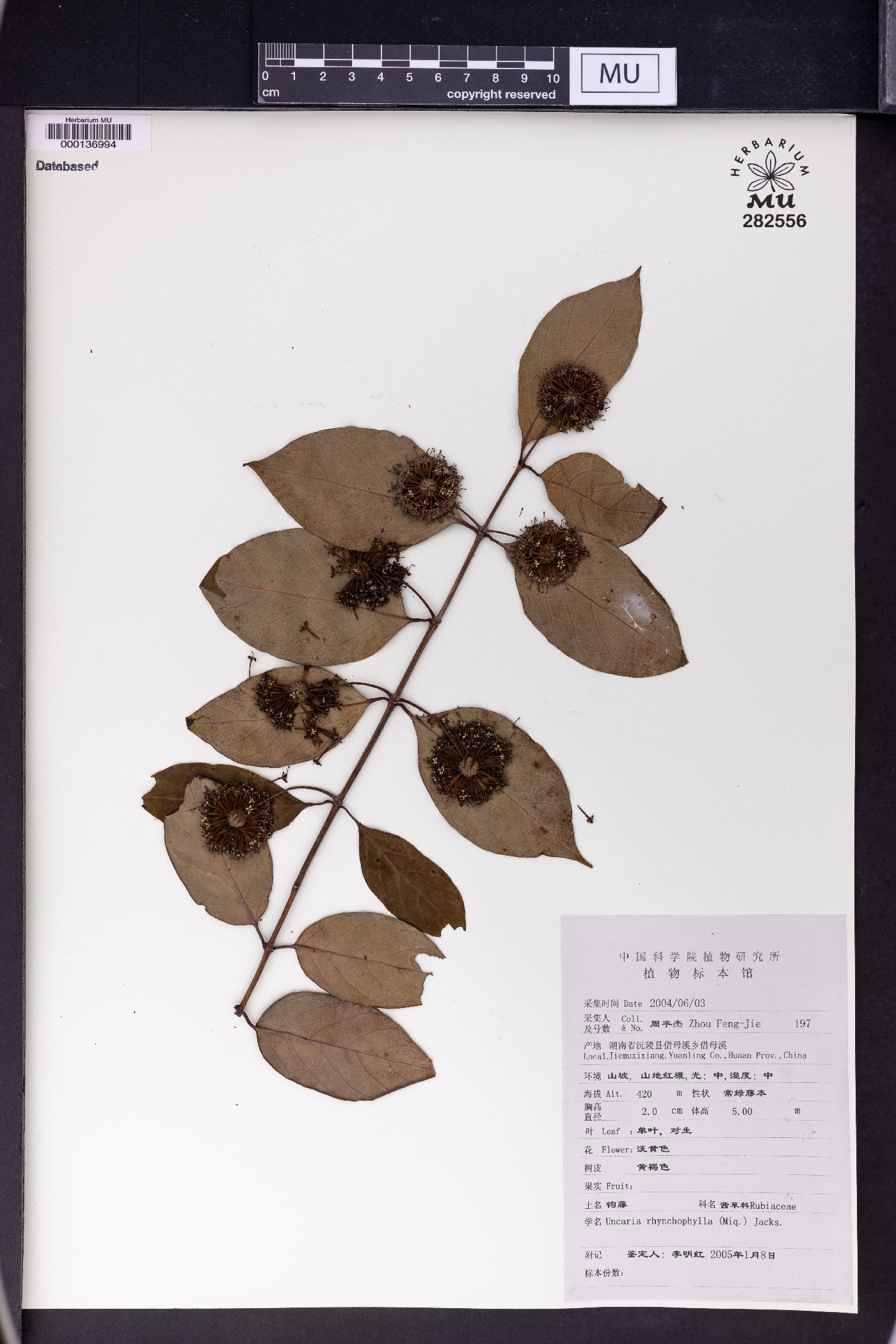 Uncaria rhynchophylla image