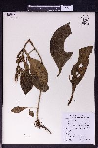 Hemiboea subcapitata image