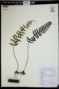 Asplenium unilaterale image
