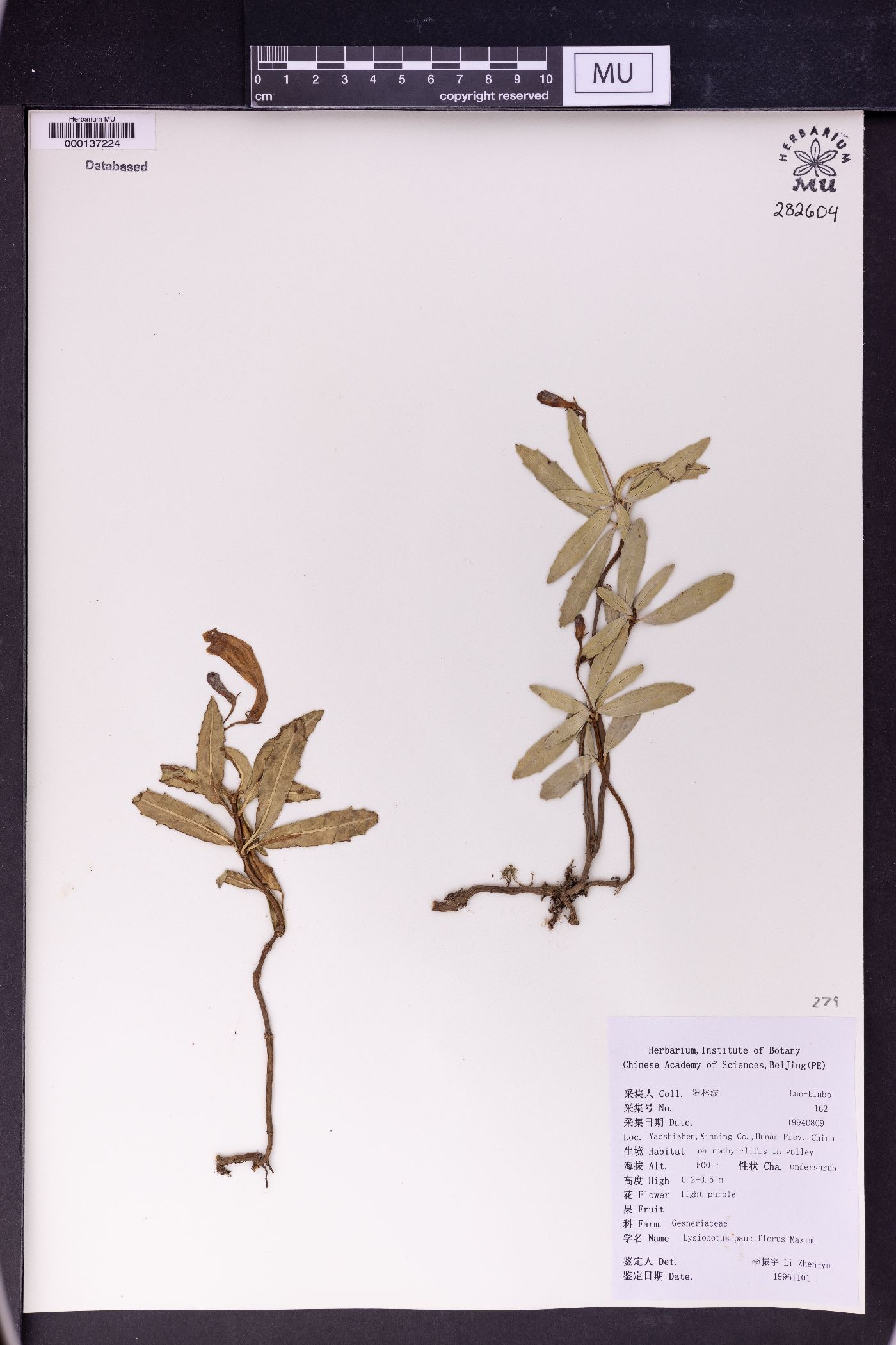 Lysionotus pauciflorus image