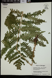 Dryopteris goldieana image