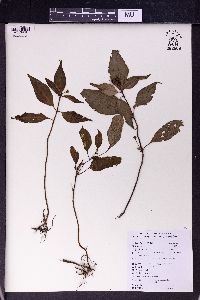 Plagiopetalum esquirolii image