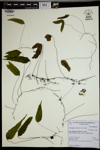 Hymenoglossum cruentum image