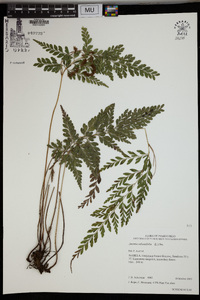 Anemia adiantifolia image