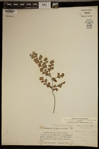 Adiantum capillus-veneris image