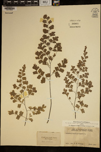 Adiantum capillus-veneris image