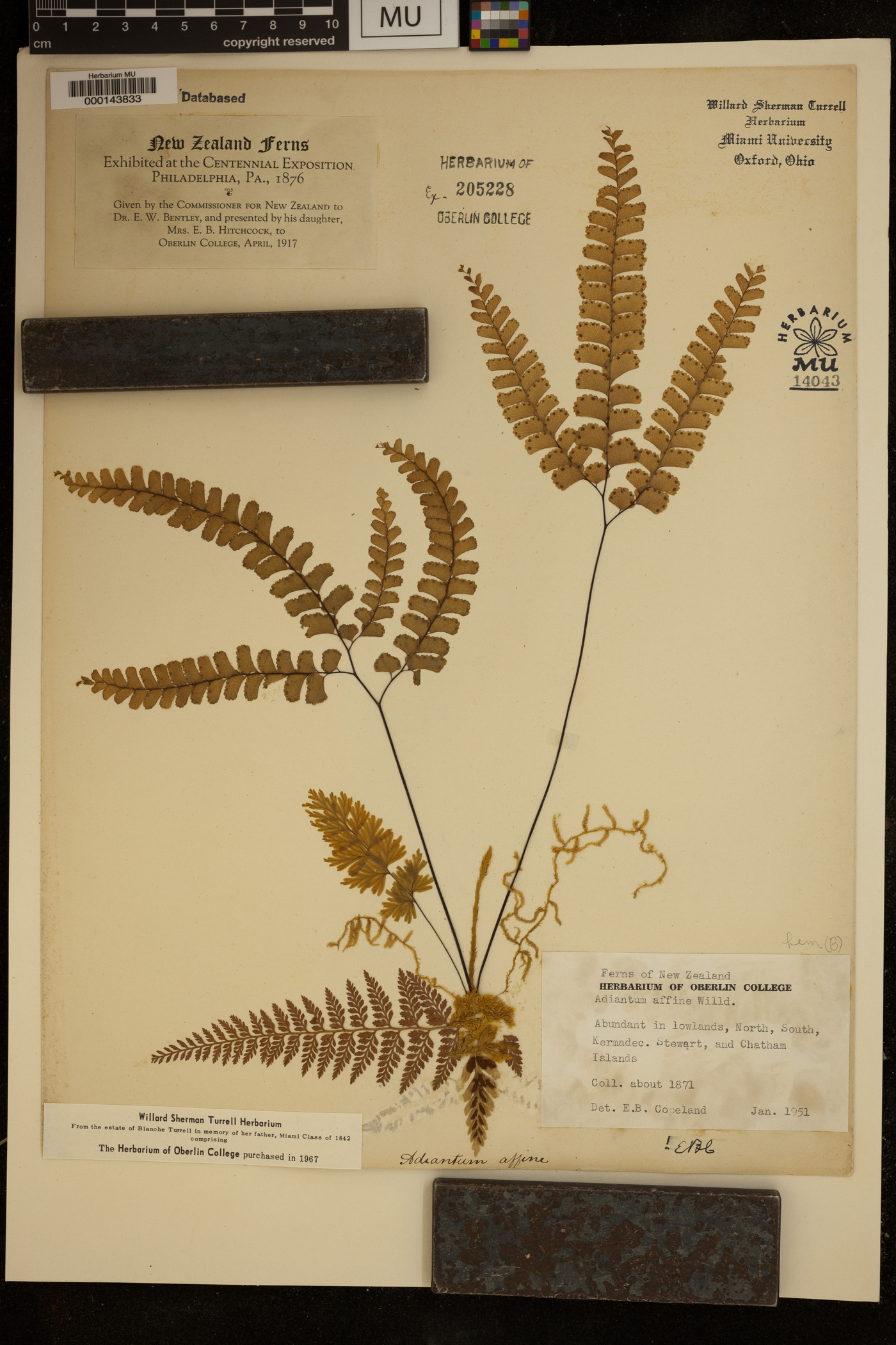 Adiantum affine image
