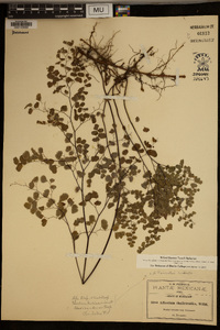 Adiantum poiretii image