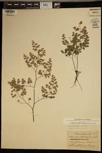 Adiantum poiretii image