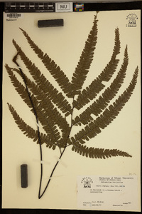 Adiantum latifolium image